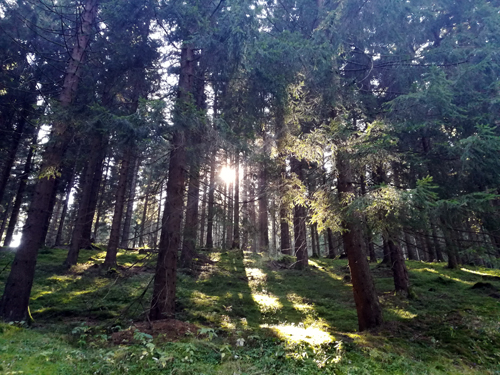 Frauenwald - Thüringer Wald - Okt. 2021 Frauenwald - Thüringer Wald - Okt. 2021